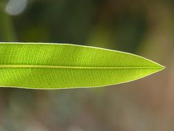 Leaf Plant