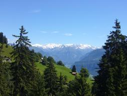 Wood Nature Conifers