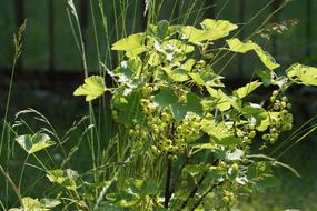 Currant Fruit Garden