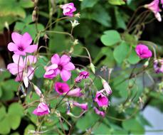 Lyckoklöver Clover Flower Potted