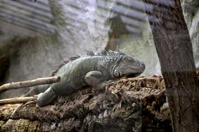 Reptile Nature Lizard