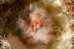 Canary Chicks Young Bird