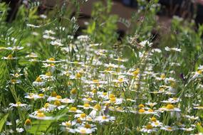 Chamomile Flower Meadow