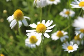 daisies are green beautiful gorgeous