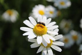 Chamomile Flower Meadow