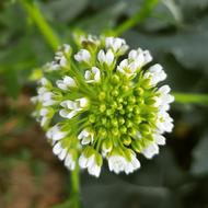 Flower Nature Plant