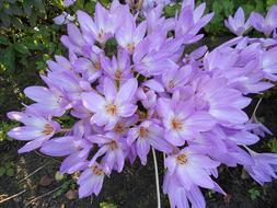 Flower Nature Plant
