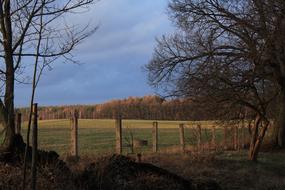 fence lots of trees meadow
