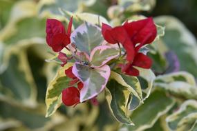 Plant Variegated Bougainvillea