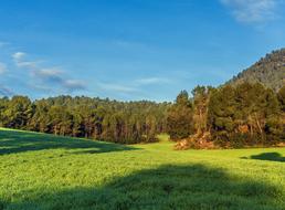 Lawn Nature Landscape