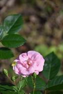 Pink Rosebush Pale