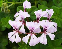 Exotic Blossoms Ivy Geranium