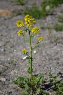 Flower Plants Yellow