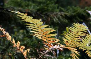 Nature Leaf Light