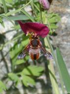 Red Bee Rhodanthidium Sticticum
