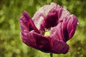 Flower Poppy Meadow