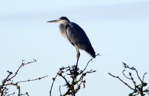 Sky Blue Heron
