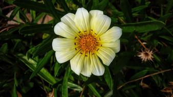 Nature Flora Summer