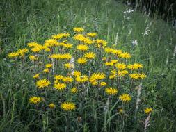 Flora Meadow Flower
