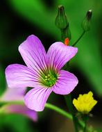 Shamrock Hong Kong Clover Wild