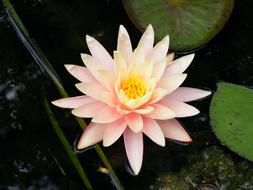 Flower Lily