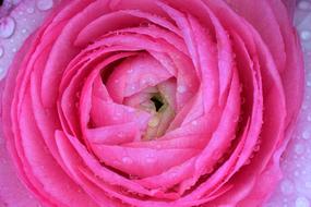 Ranunculus Aisatischer Buttercup