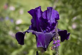 a beautiful purple flower alone