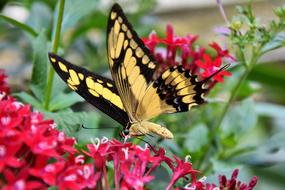 beautiful yellow butterfly with a black pattern