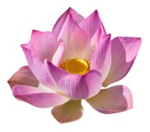 Lotus Lily Png