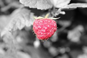 Nature Fruit Leaf