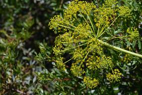 Fennel Wild