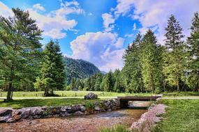 Tree Nature Landscape