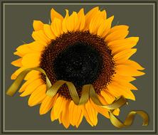 ribbon sunflower