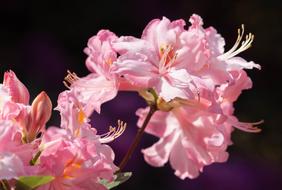 Azalea Azaleas Rhododendron