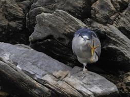 logs bird stones