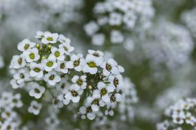 Tiny White Flowers