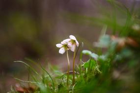 Nature Flowers Grass