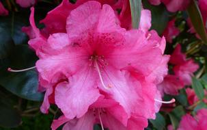 Flower Nature Plant