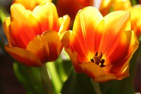 Flower Tulip Nature