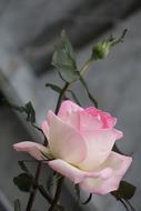 big rose on a gray background