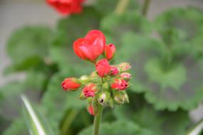 Flower Red Geranium Bud