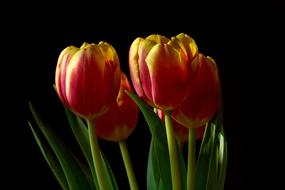 Tulip Nature Flower