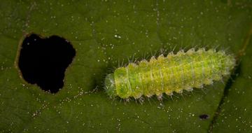 Caterpillar and green leaf