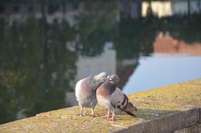 Nature Waters Animal