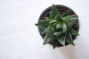 Succulent Cactus Plant