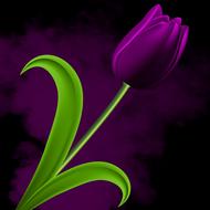 nature plant flower leaf tulip