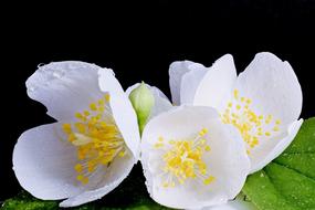 White Flower Blossom Close
