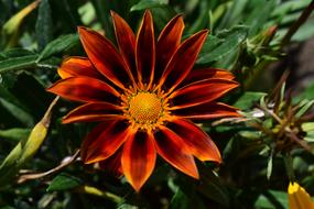 big orange flower