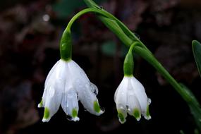 Snowflake Spring Flower White