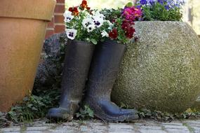 Pansy Boots Violaceae